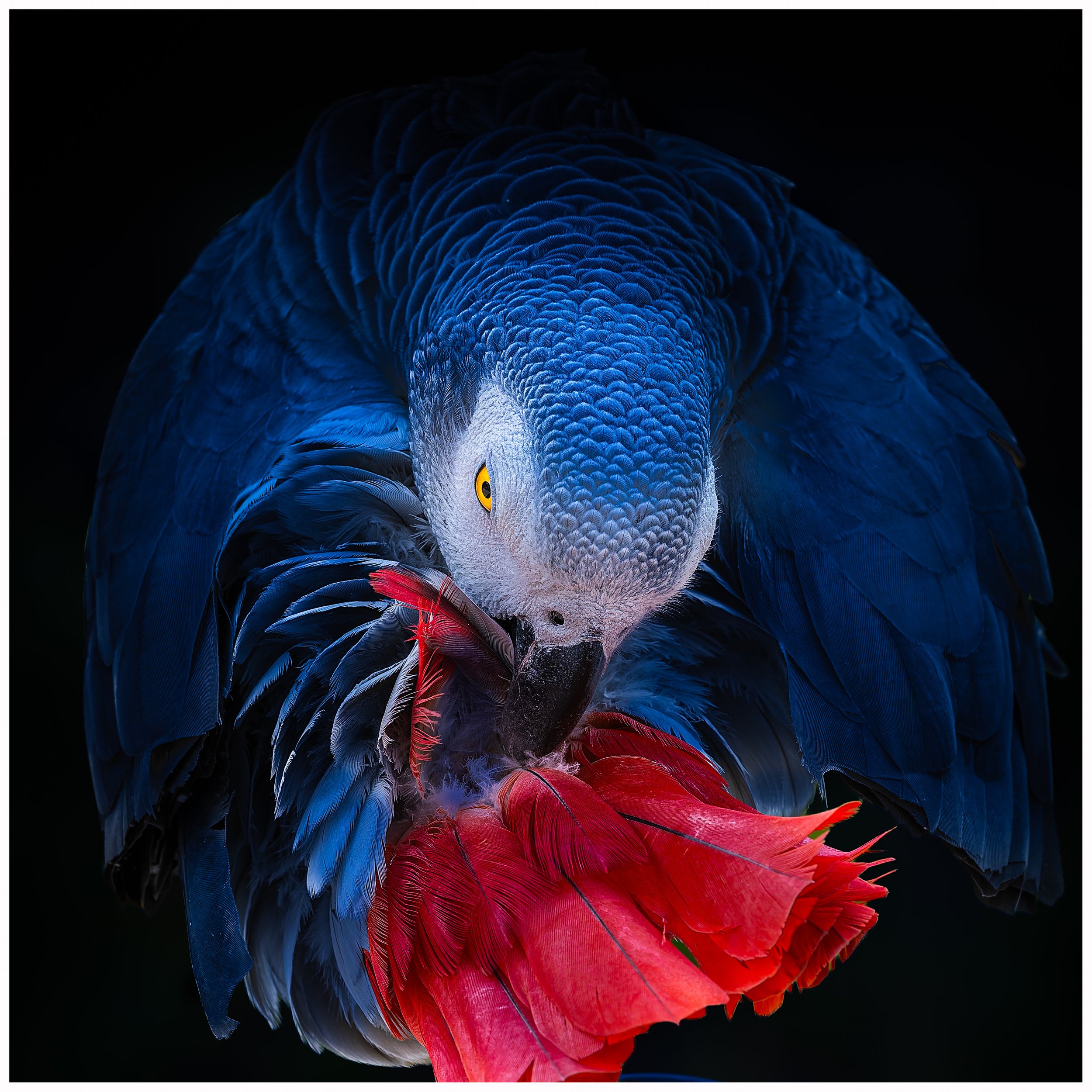 Birds