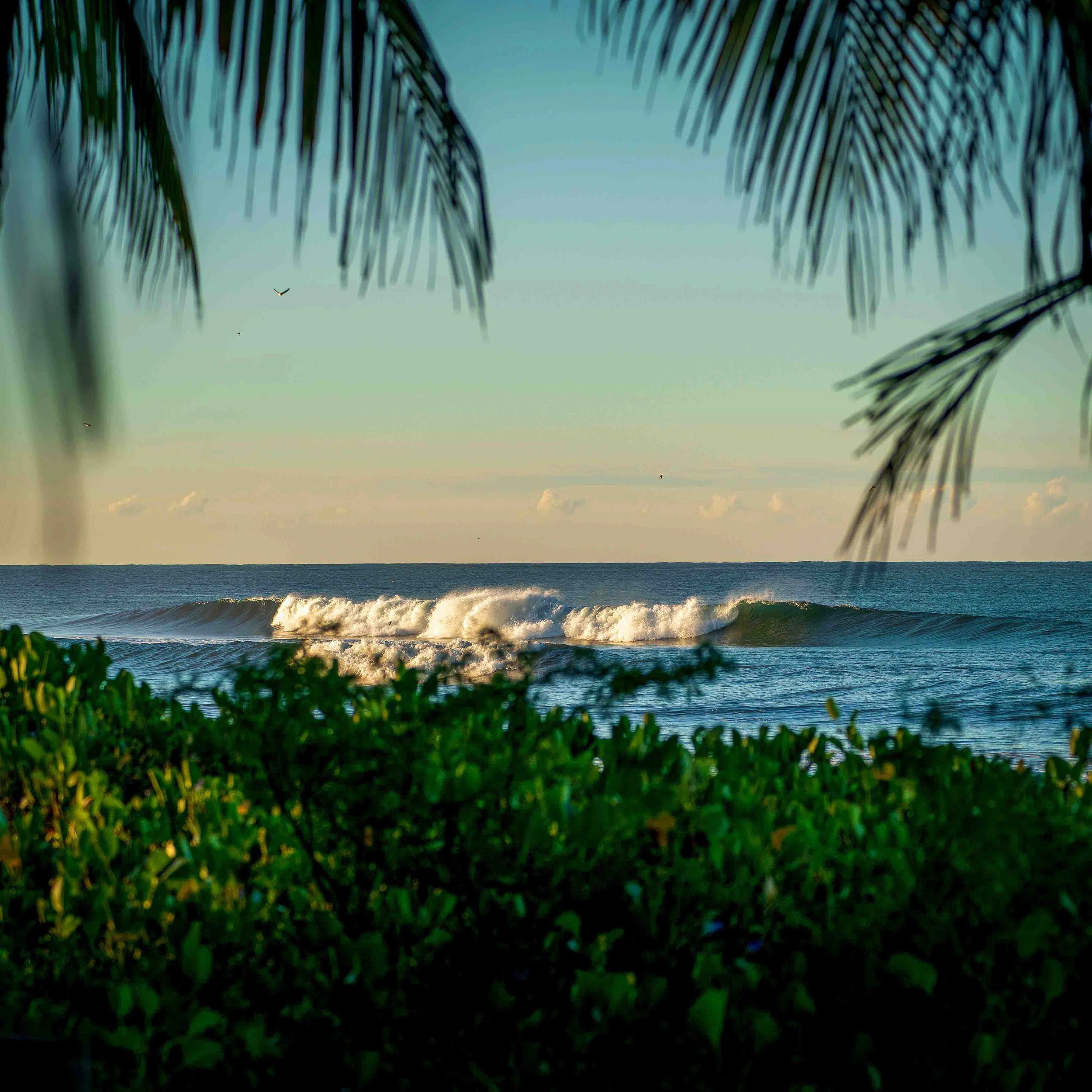 Ocean waves crashing on the shore during sunset, framed by green tropical foliage and palm leaves.