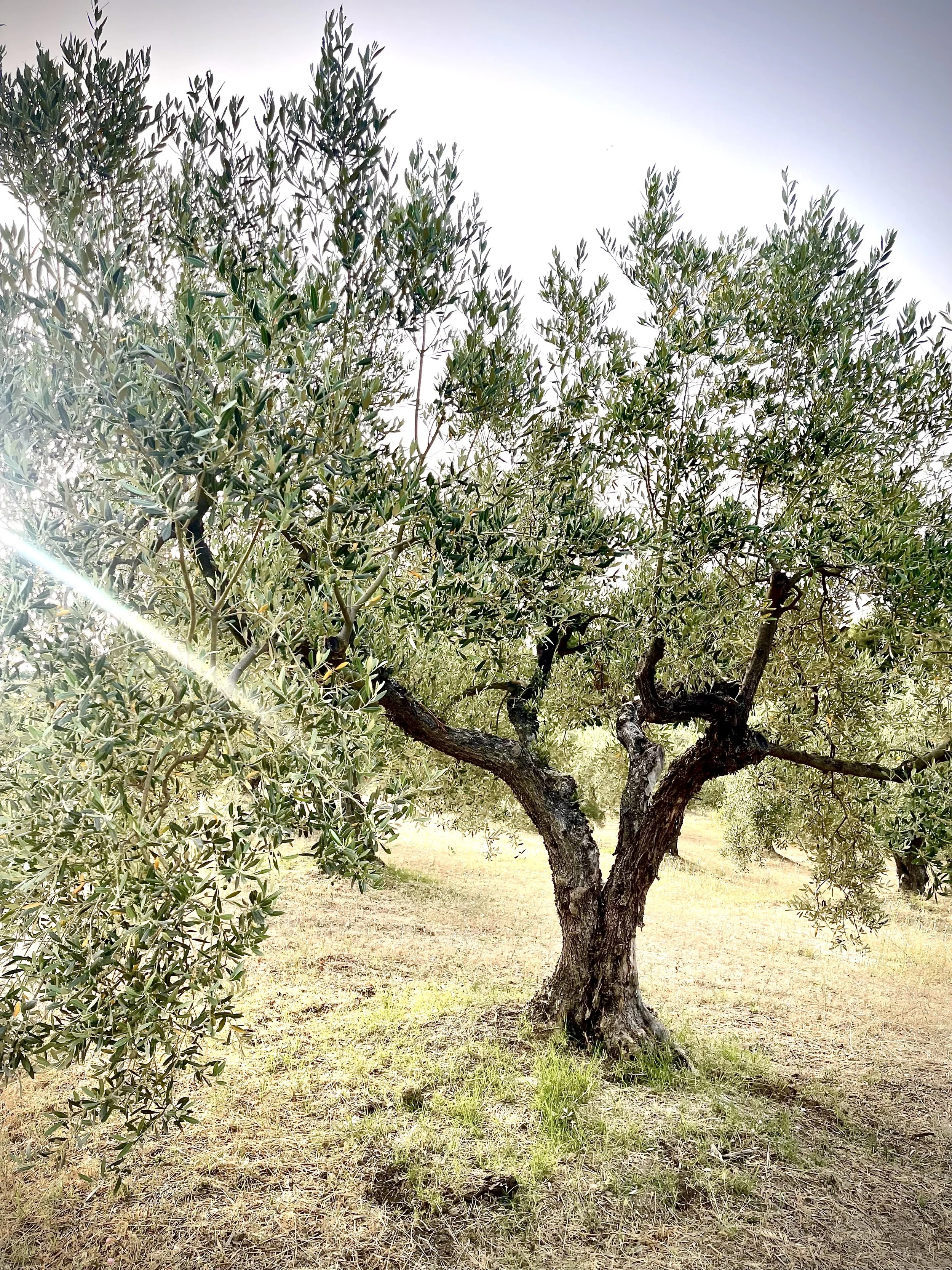 Mature olive tree in Marta’s El Dorado County orchard, where olive oil and leaves are grown for Elia skincare.