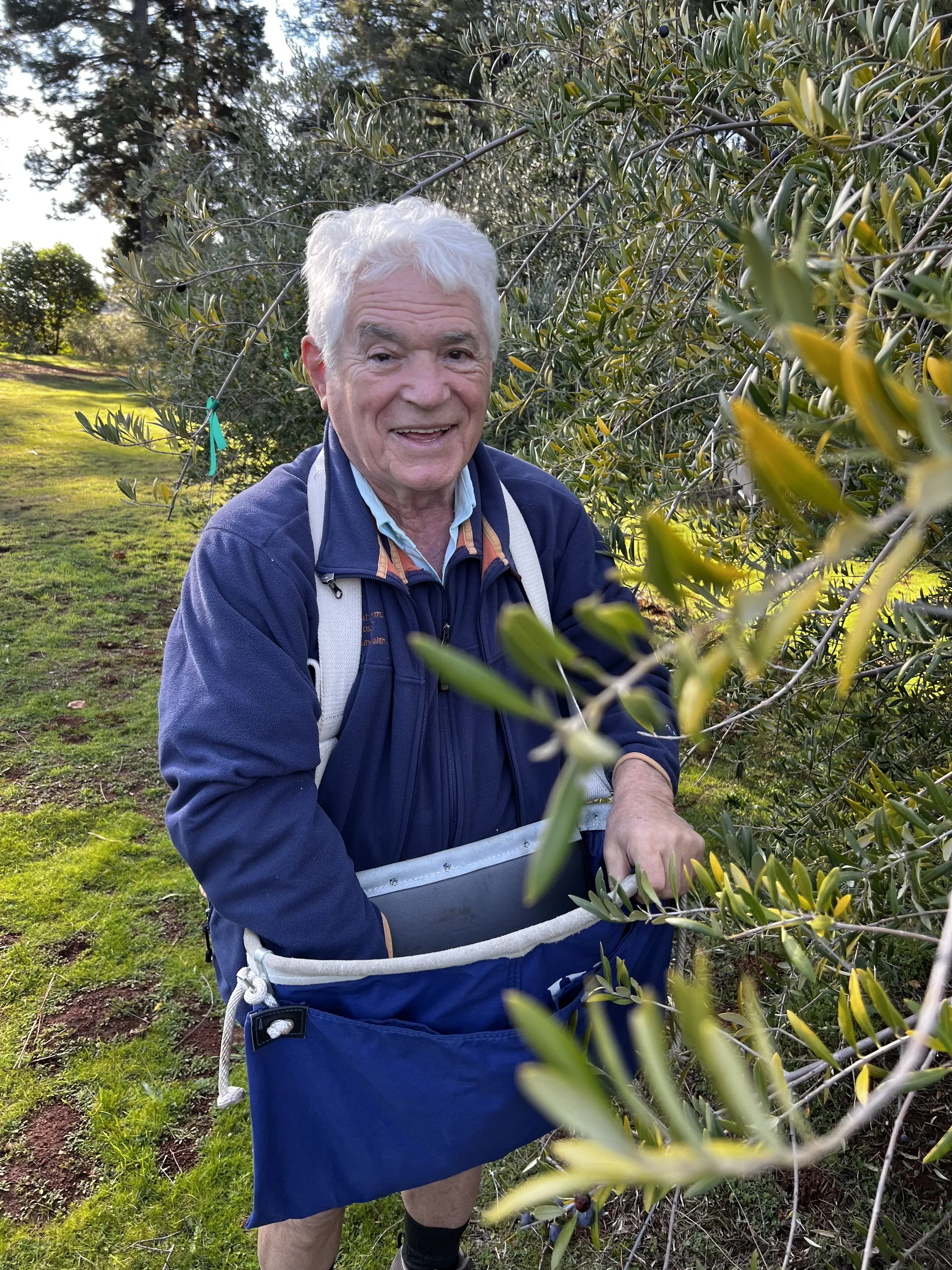 Older man standing in an olive orchard, representing the family tradition and land that inspire Elia.