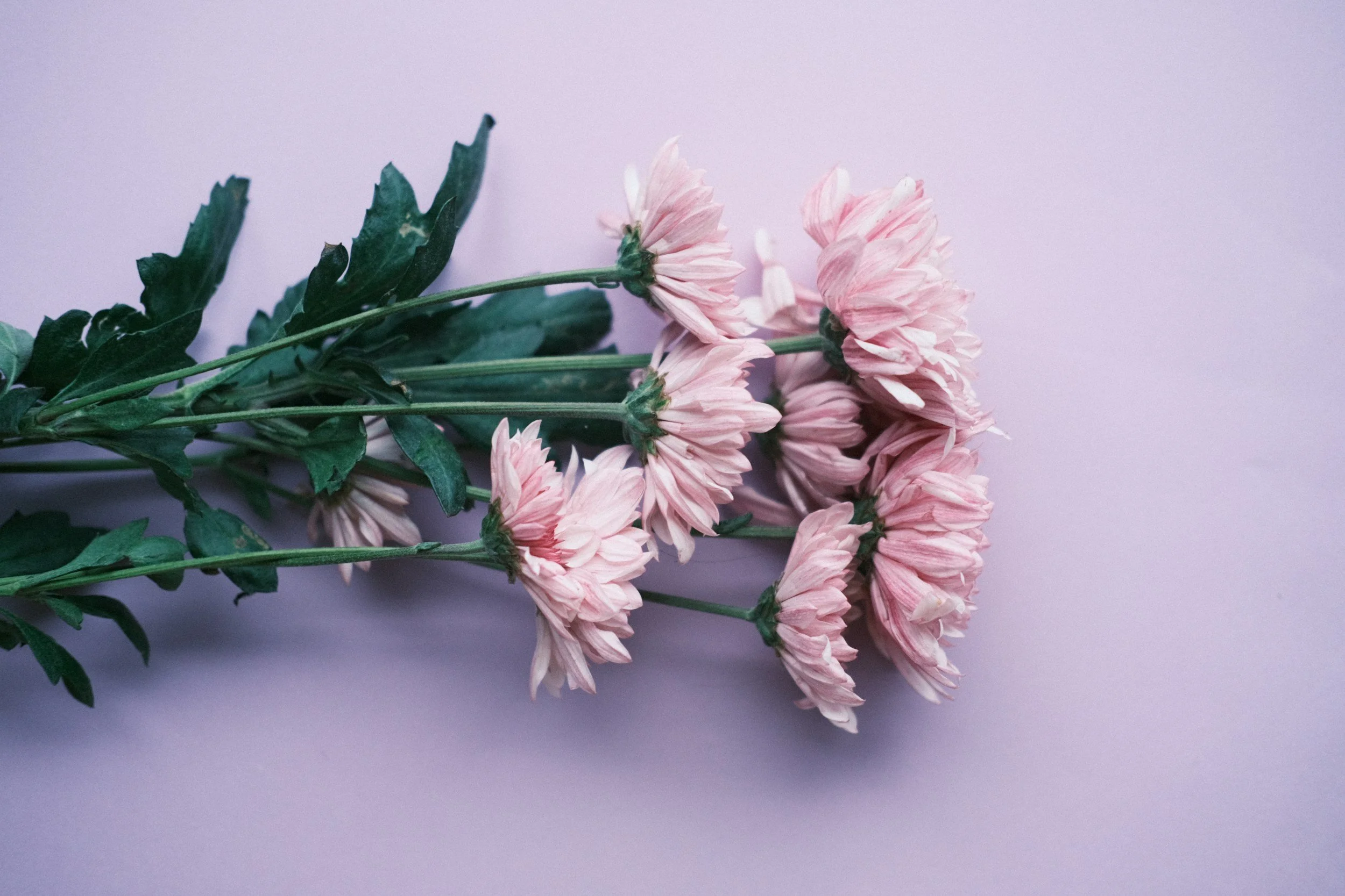 A bunch of pink chrysanthemums with green leaves on a light purple background.