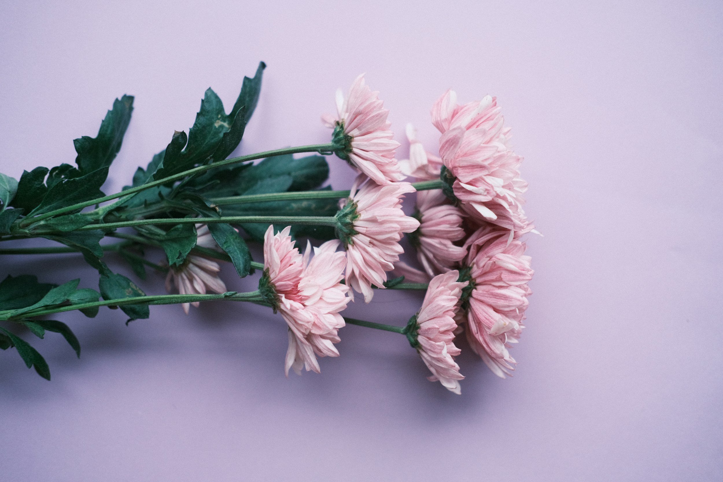 A bouquet of pink chrysanthemums with green leaves on a light purple background.