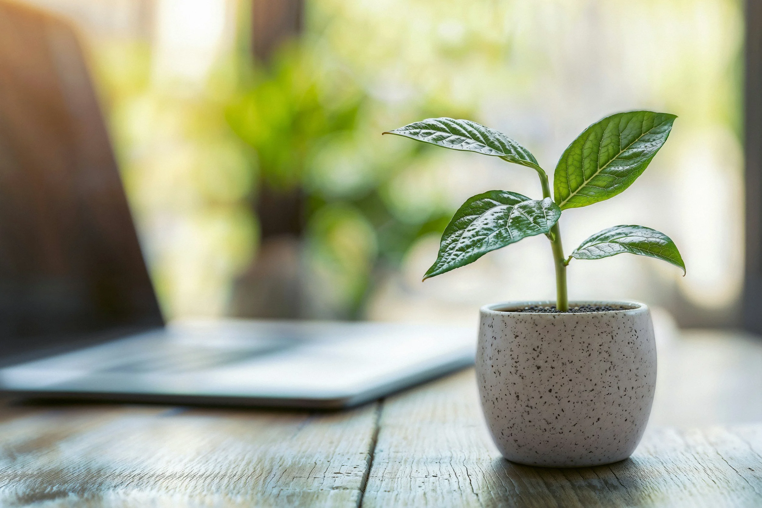 A green potted plant with variegated leaves on a wooden table, with a blurred background of green and brown tones.