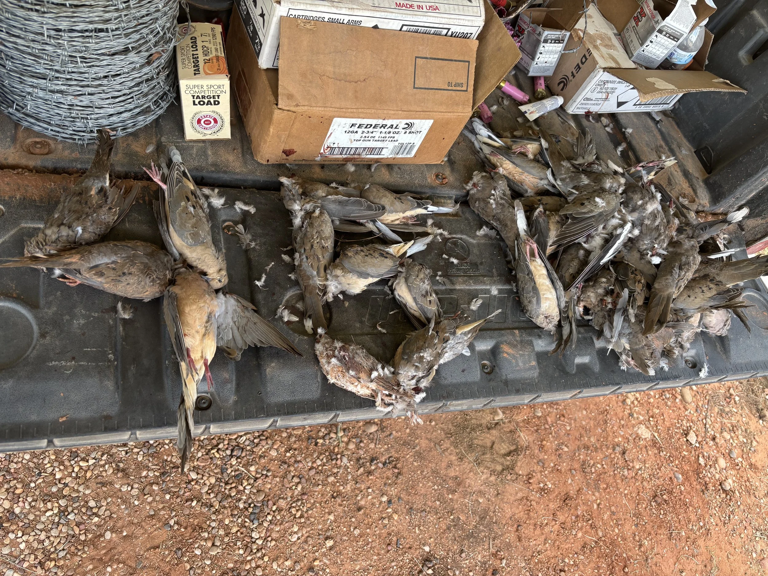 wat-outfitters-texas-hunts-dove4.jpg