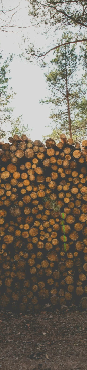 Harvested timber and forestry operations representing natural resources and extractive industry risks.