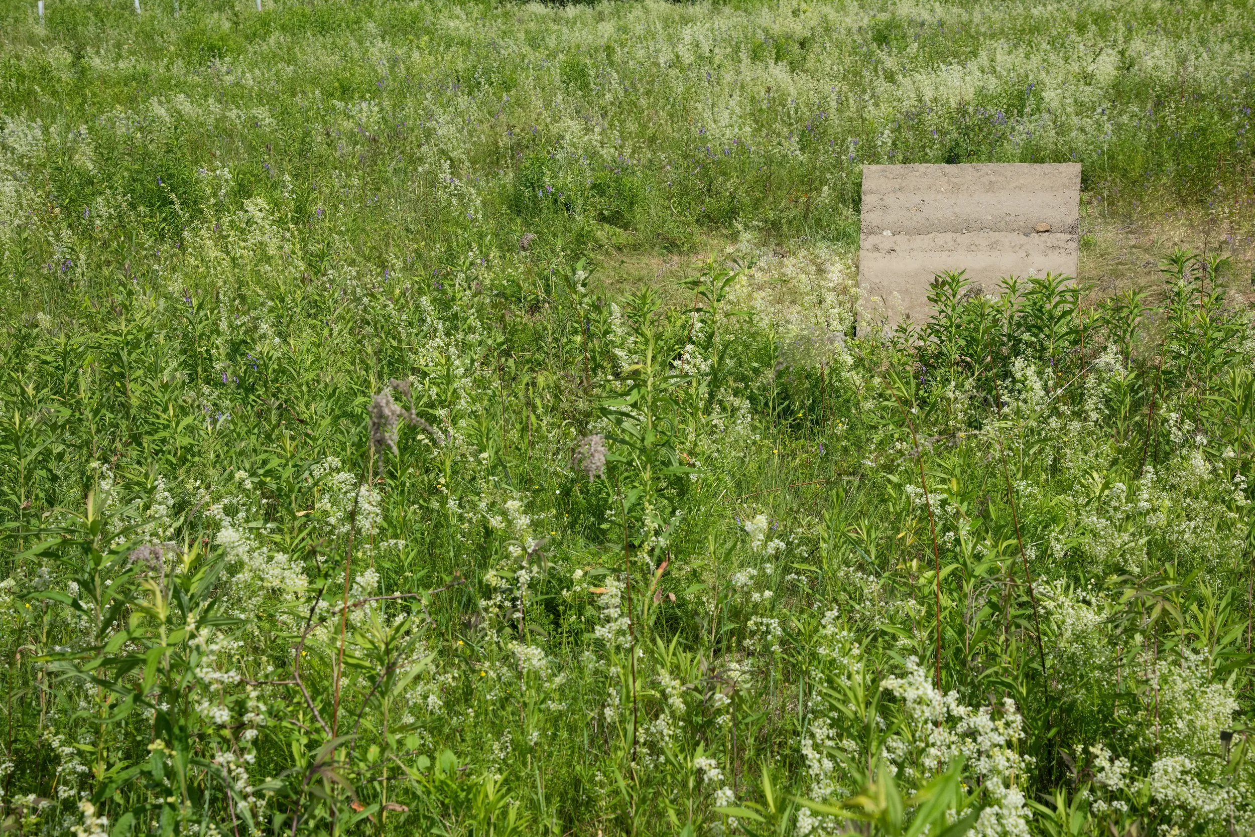 meadow corner first one by itself 5mb.jpg