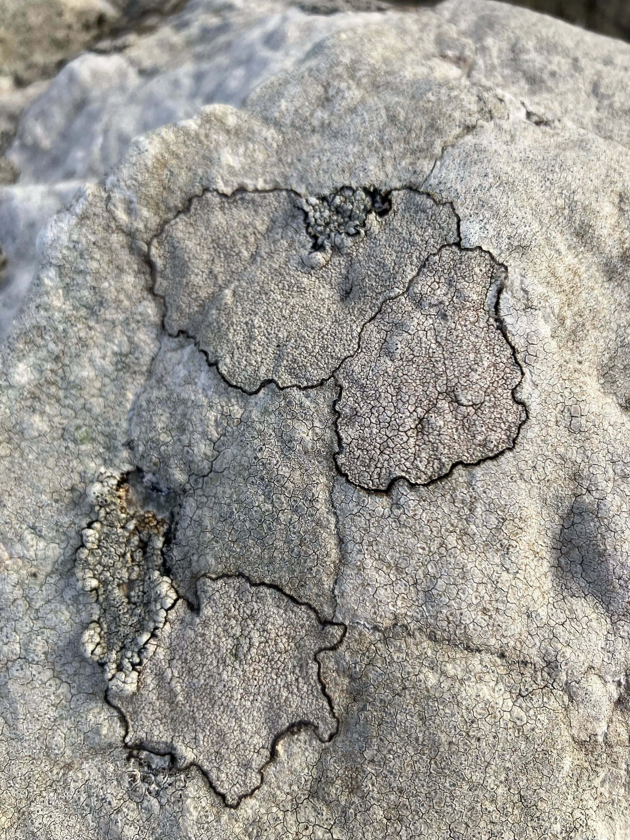 lichen in west cork.jpg