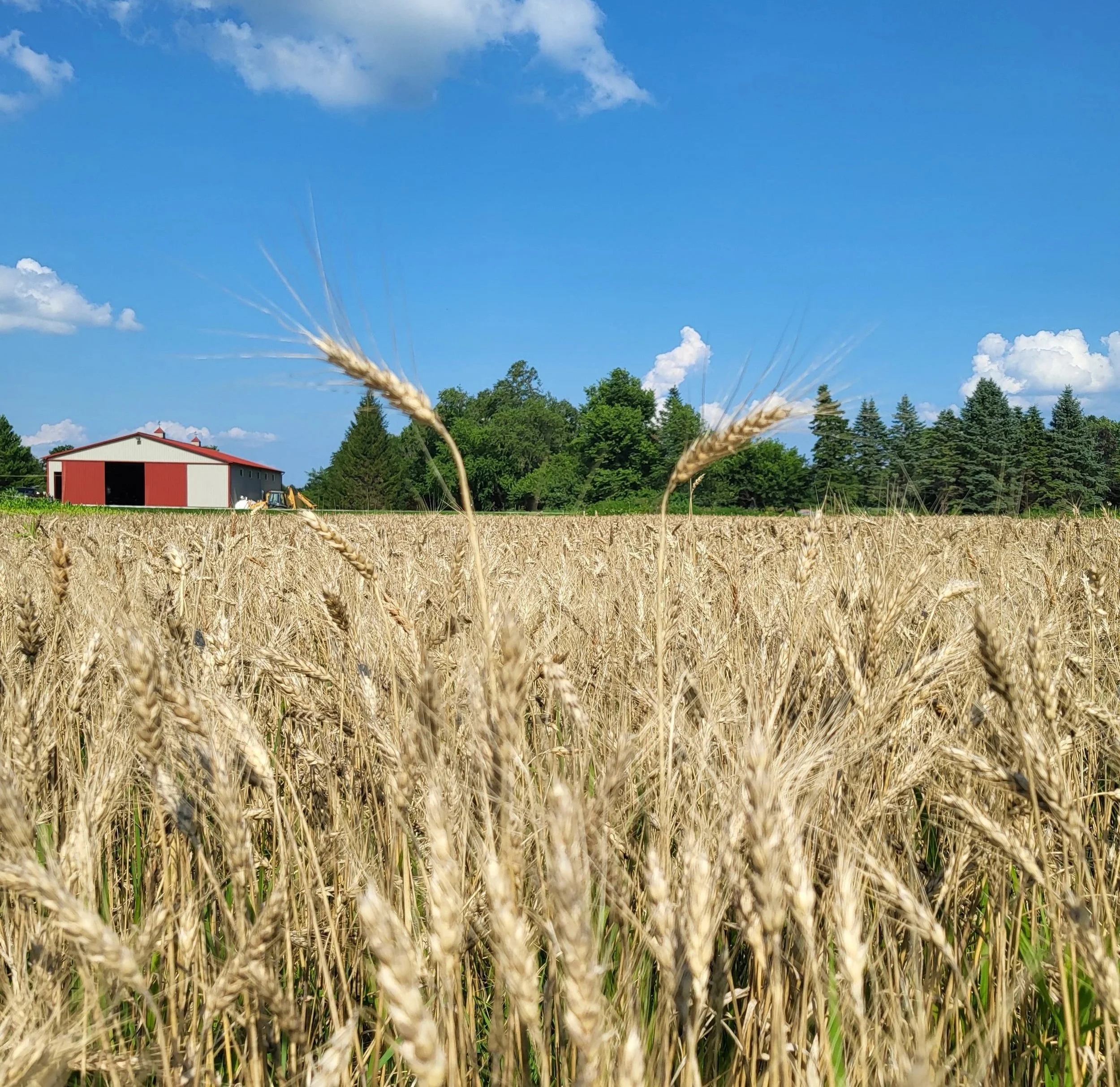 Wheat field with a red barn and trees in the background under a partly cloudy blue sky.