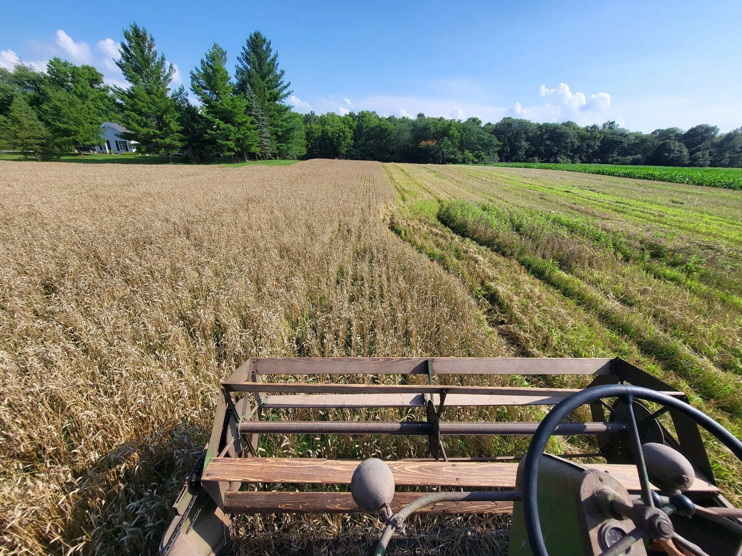 View from an antique combine, looking over golden wheat field, with green crops and trees in the background under a blue sky.