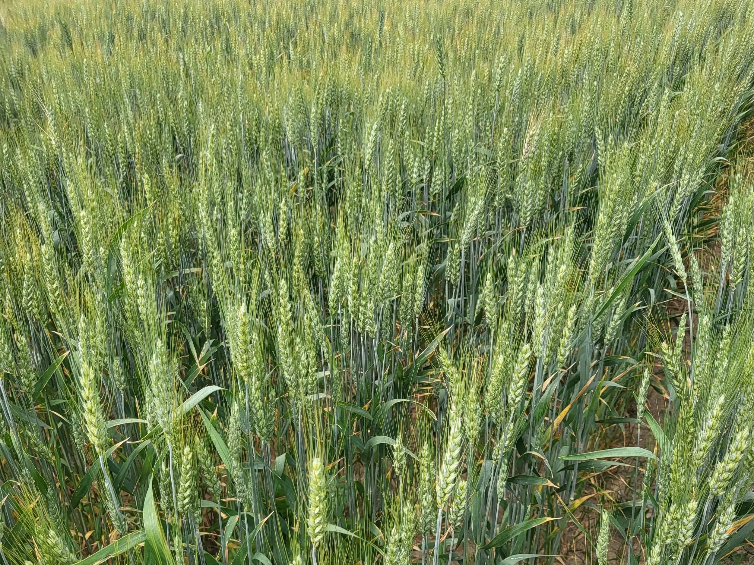 A field of green wheat plants growing close together.