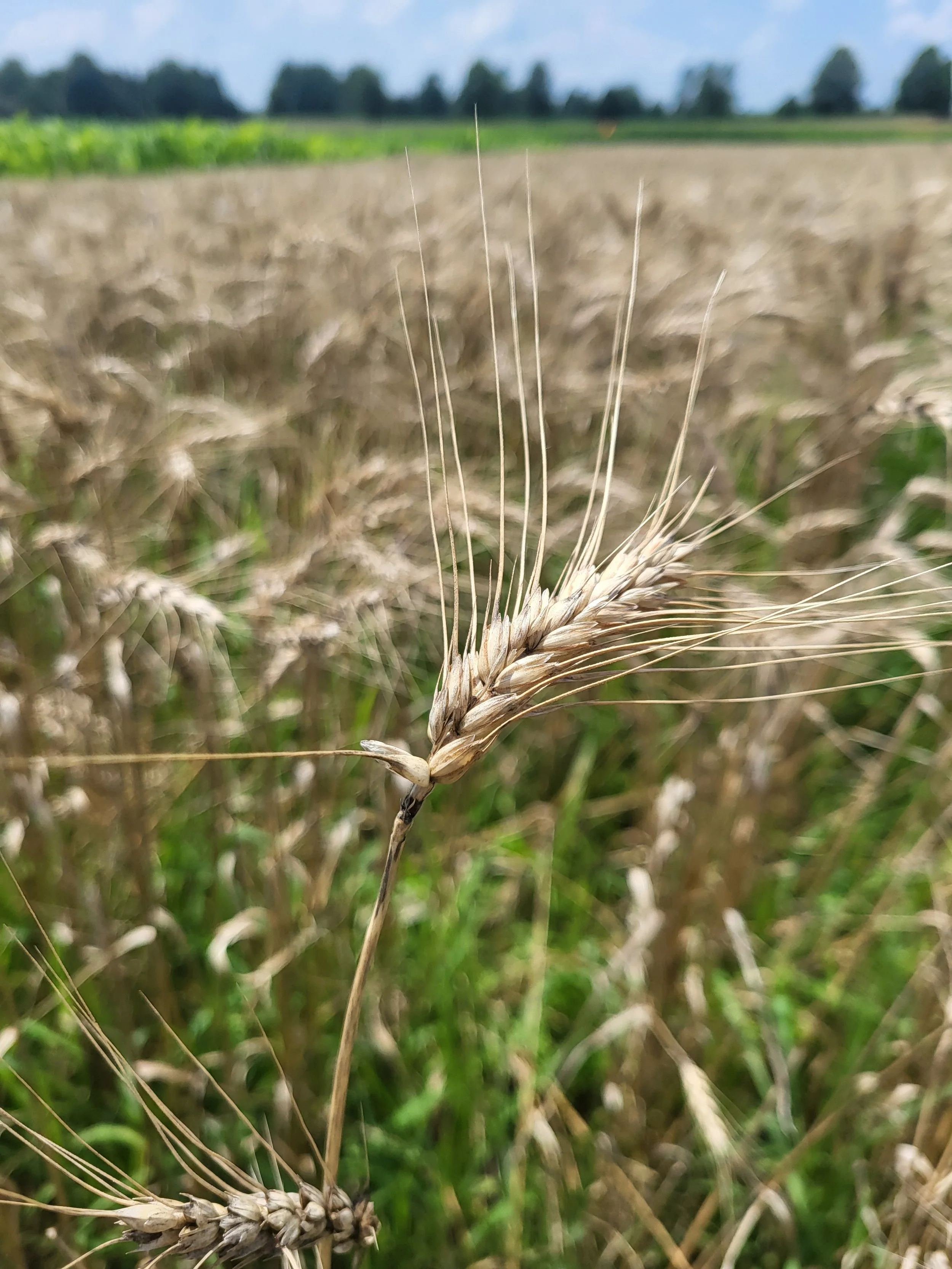 Close-up of a wheat head in a field, with blurred background of green crops and distant trees.