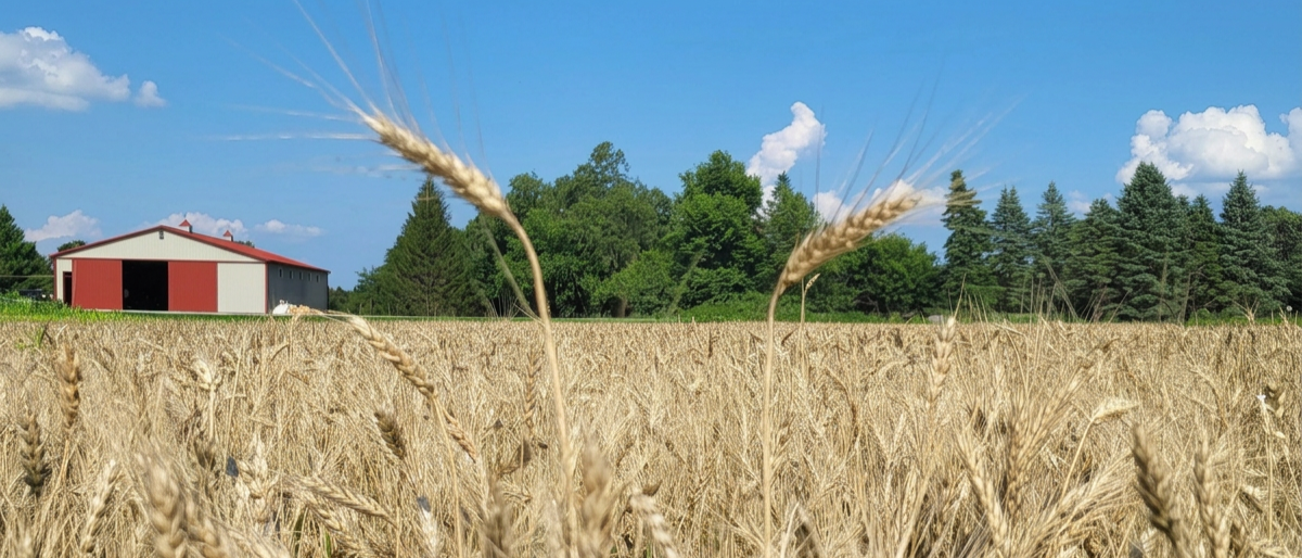 Wheat field near a red and white barn with trees and blue sky in the background.