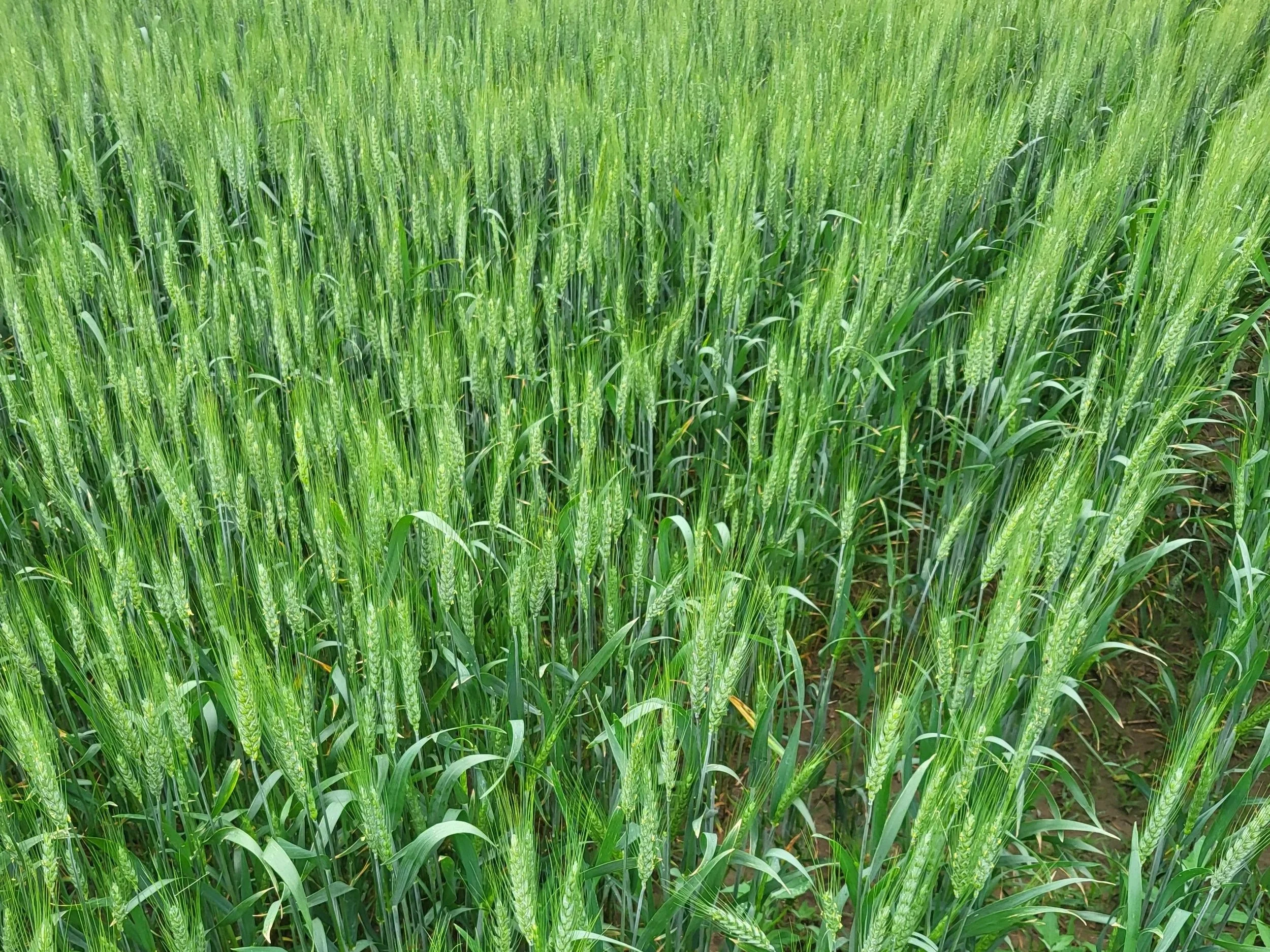 A lush green wheat field with tall wheat plants with wheat heads visible.