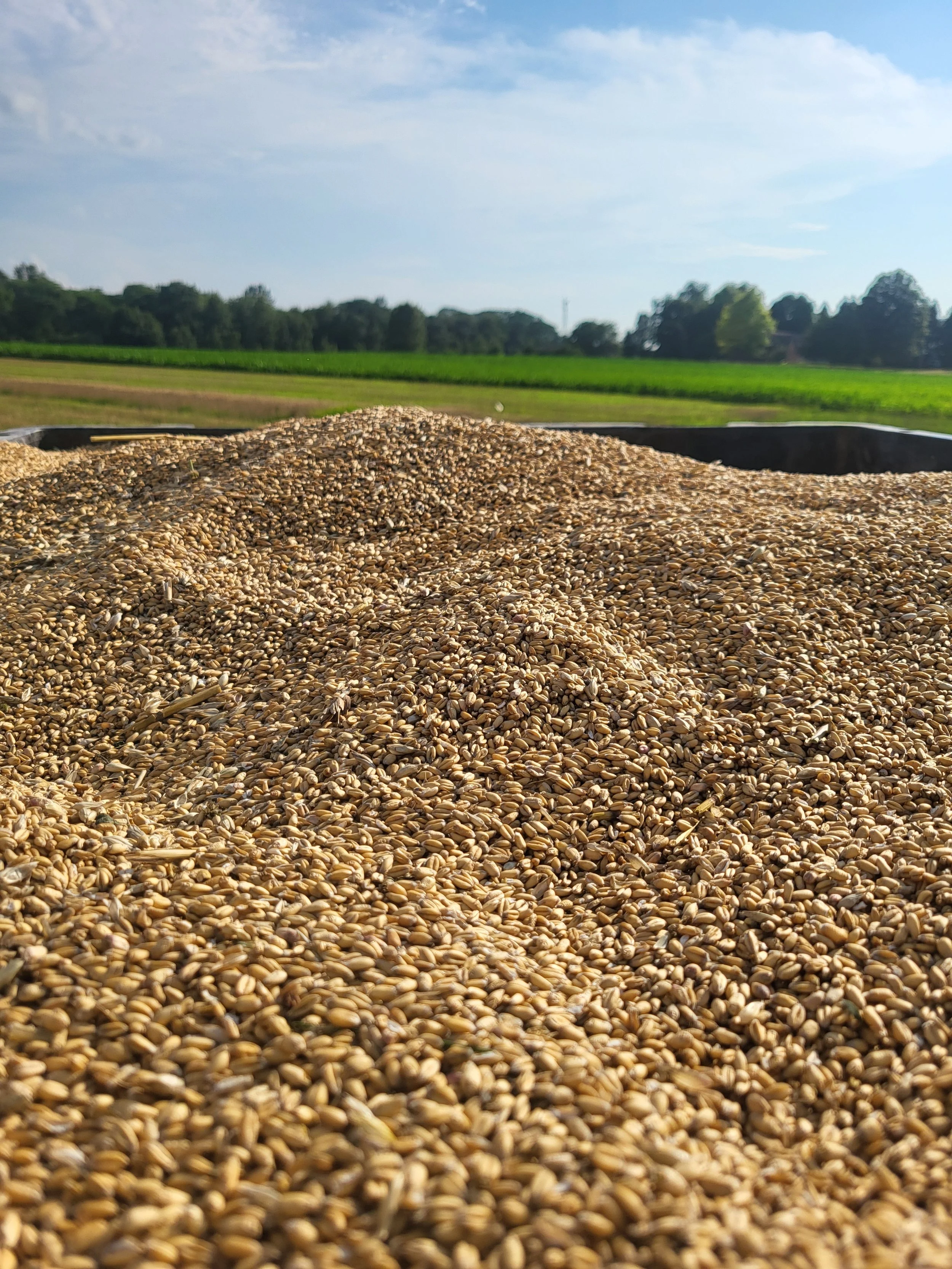 Close-up of a large pile of wheat grains with fields and trees in the background under a blue sky with some clouds.