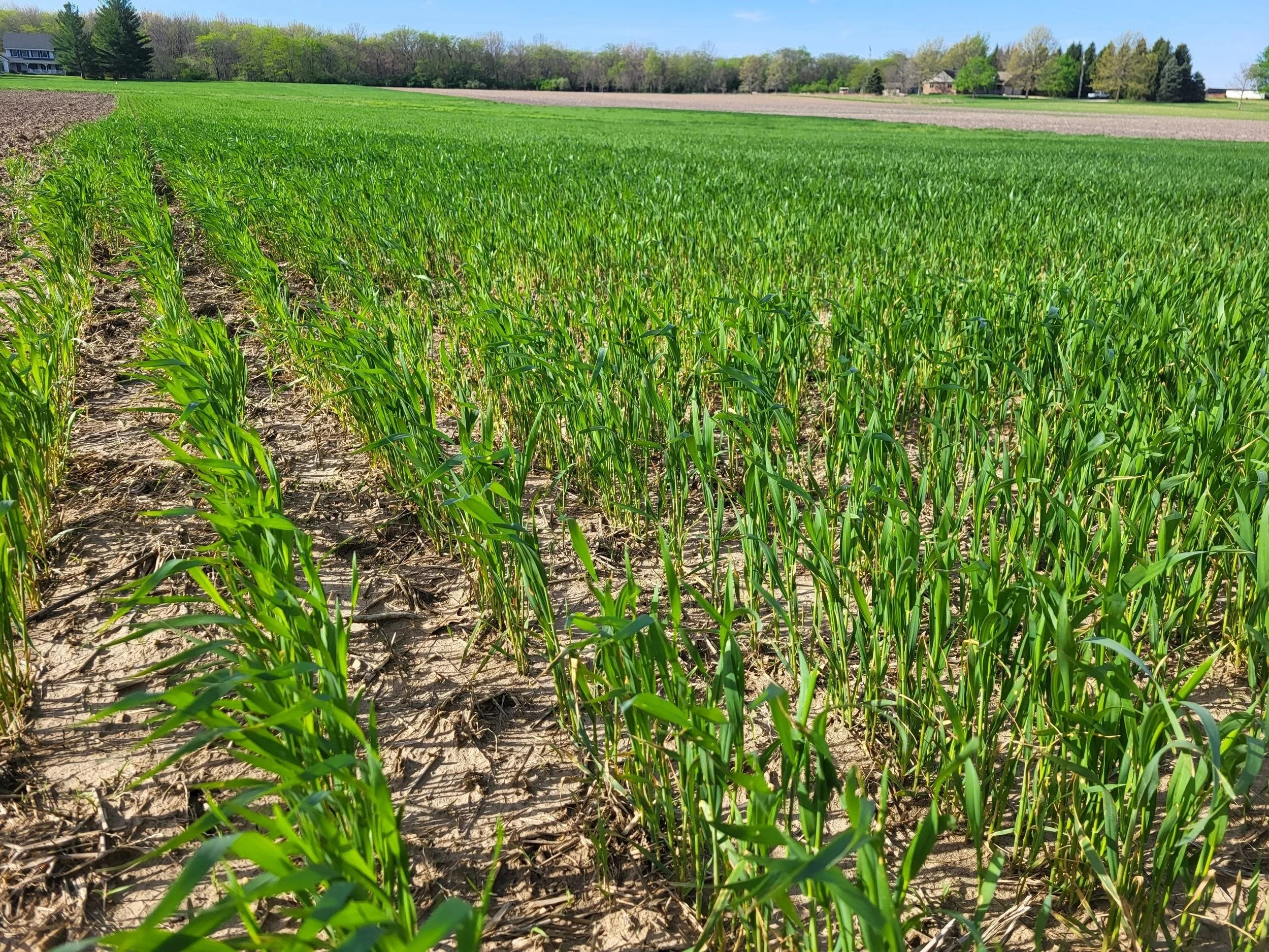 A vibrant green field of young wheat plants in early growth stage with soil visible between rows, under a clear blue sky with some distant trees and houses.