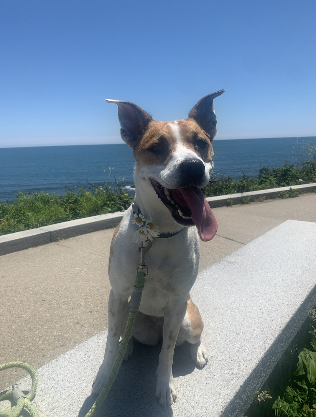 Smiling dog with a daisy on its collar sitting on a concrete bench near the ocean on a sunny day.