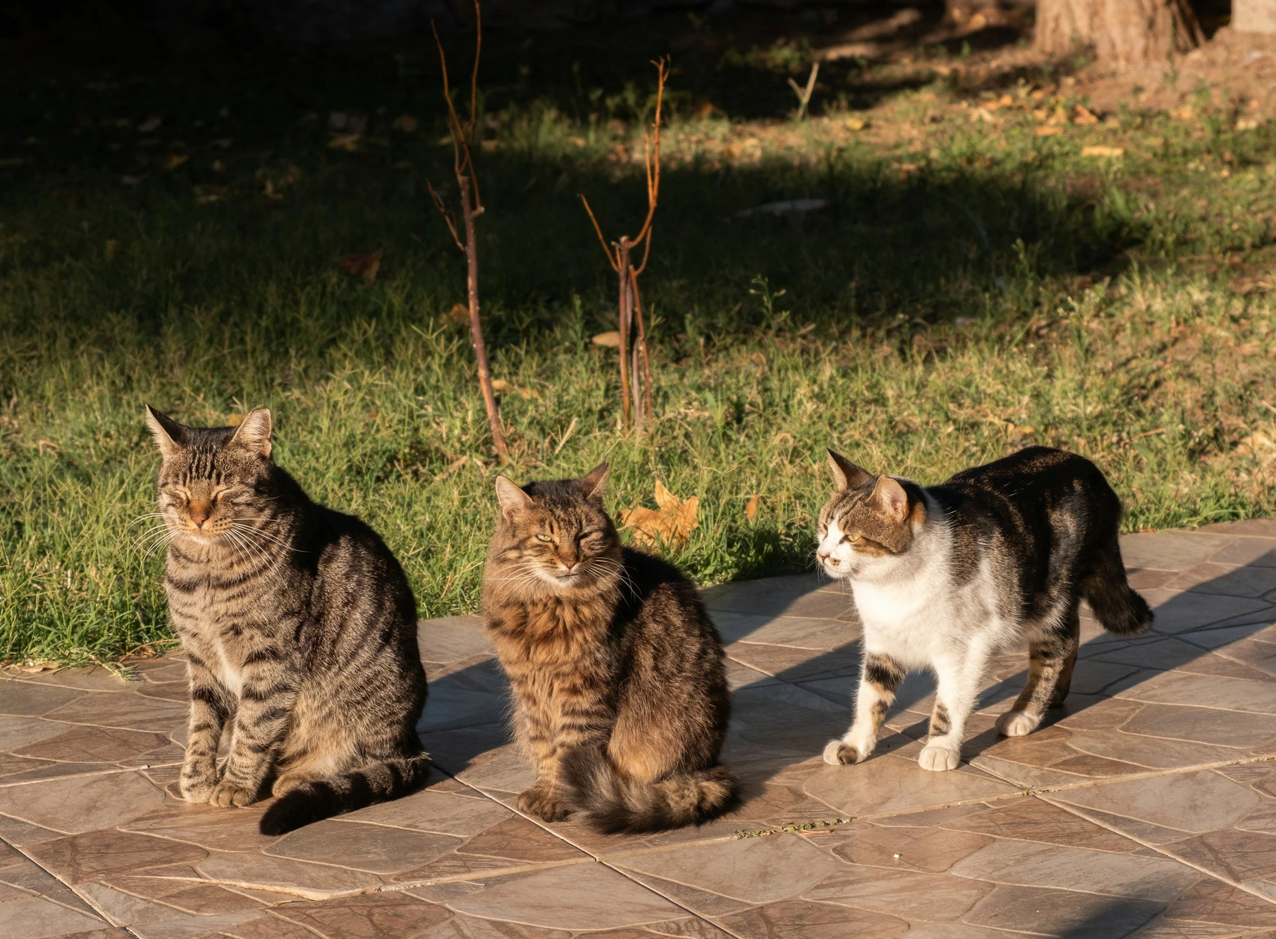 The Whisker Project of Kern-TNR: Three cats sitting on a patio with grass and small plants behind them, illuminated by sunlight.