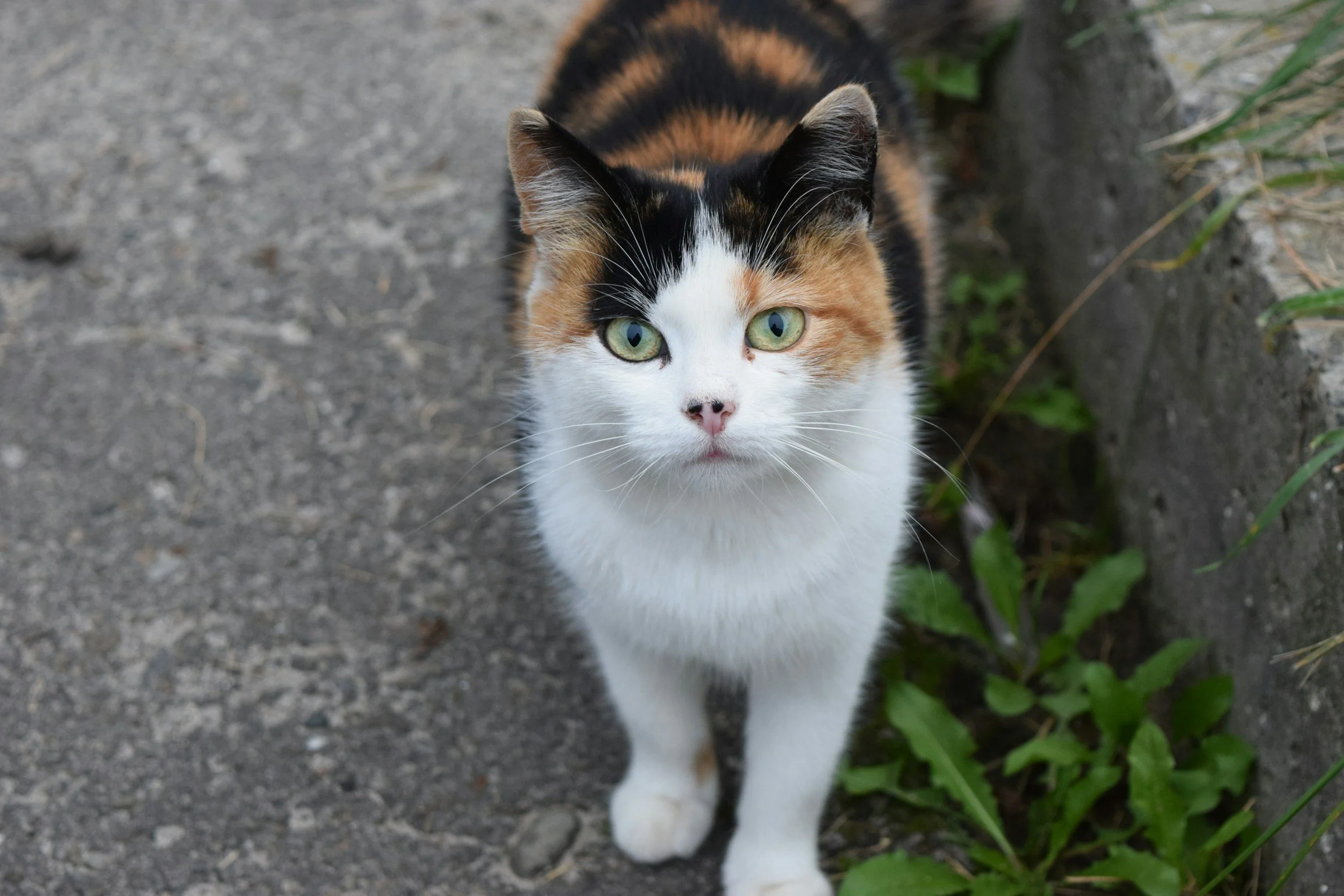 The Whisker Project of Kern-TNR:  A calico cat with green eyes standing on a sidewalk next to a grassy area.