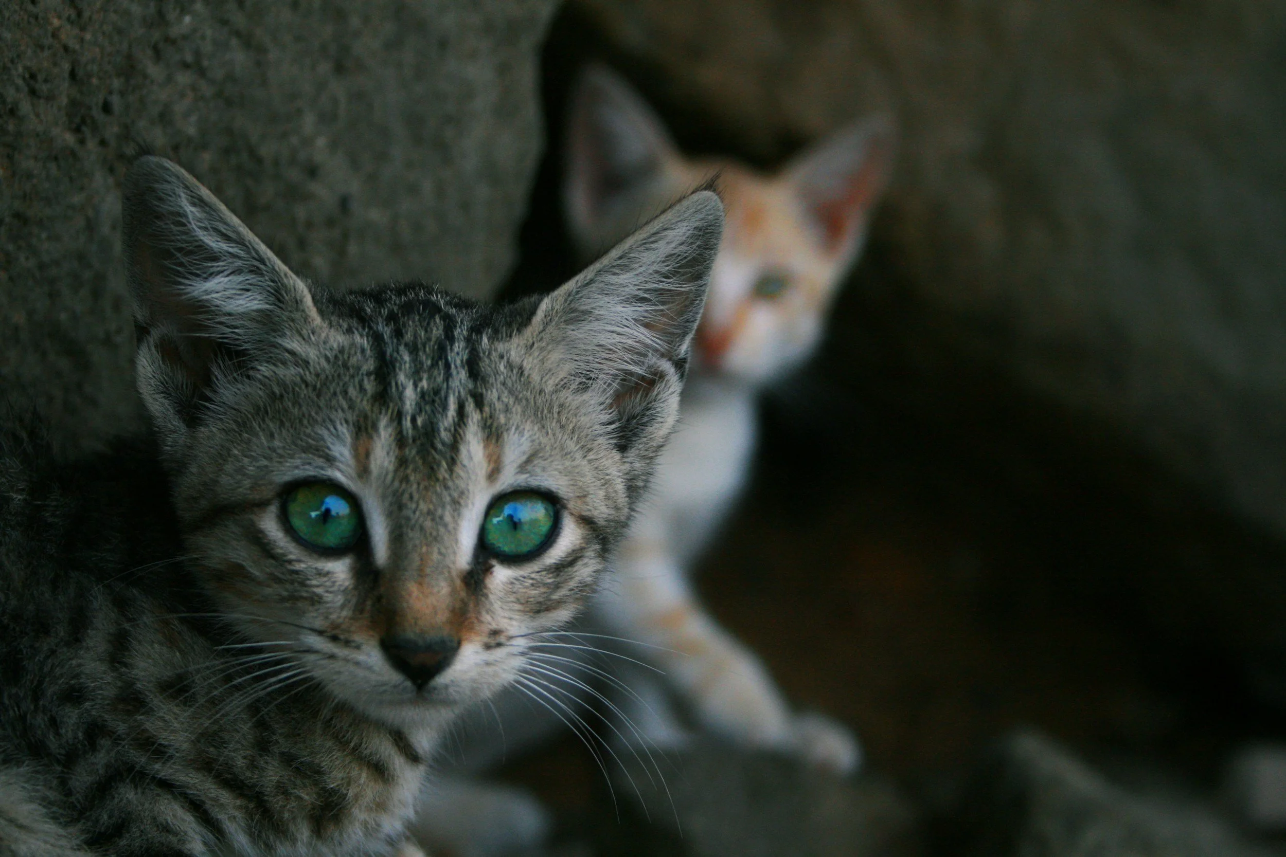 The Whisker Project of Kern feral cats hiding