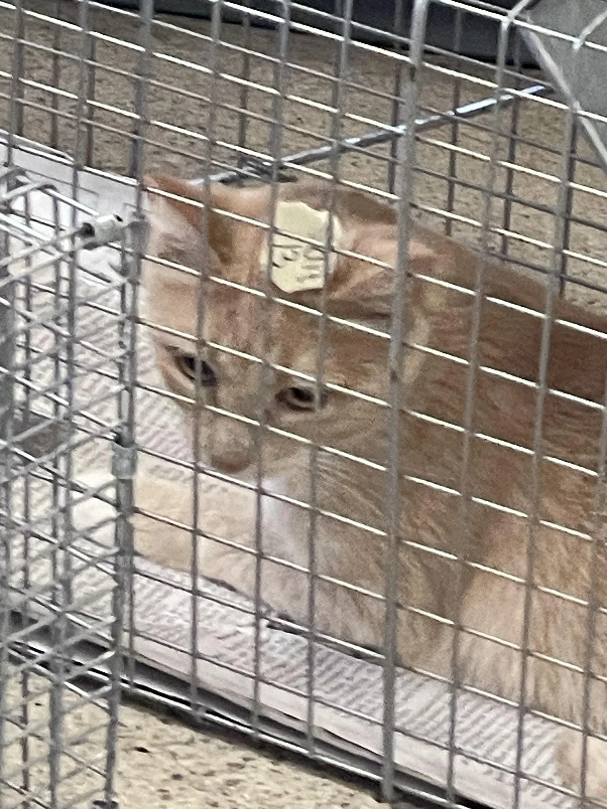 The Whisker Project of Kern TNR cat in a Trap waiting to visit a Veterinarian