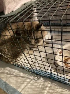 The Whisker Project of Kern-TNR: A kitten inside a wire cage resting on a blanket.