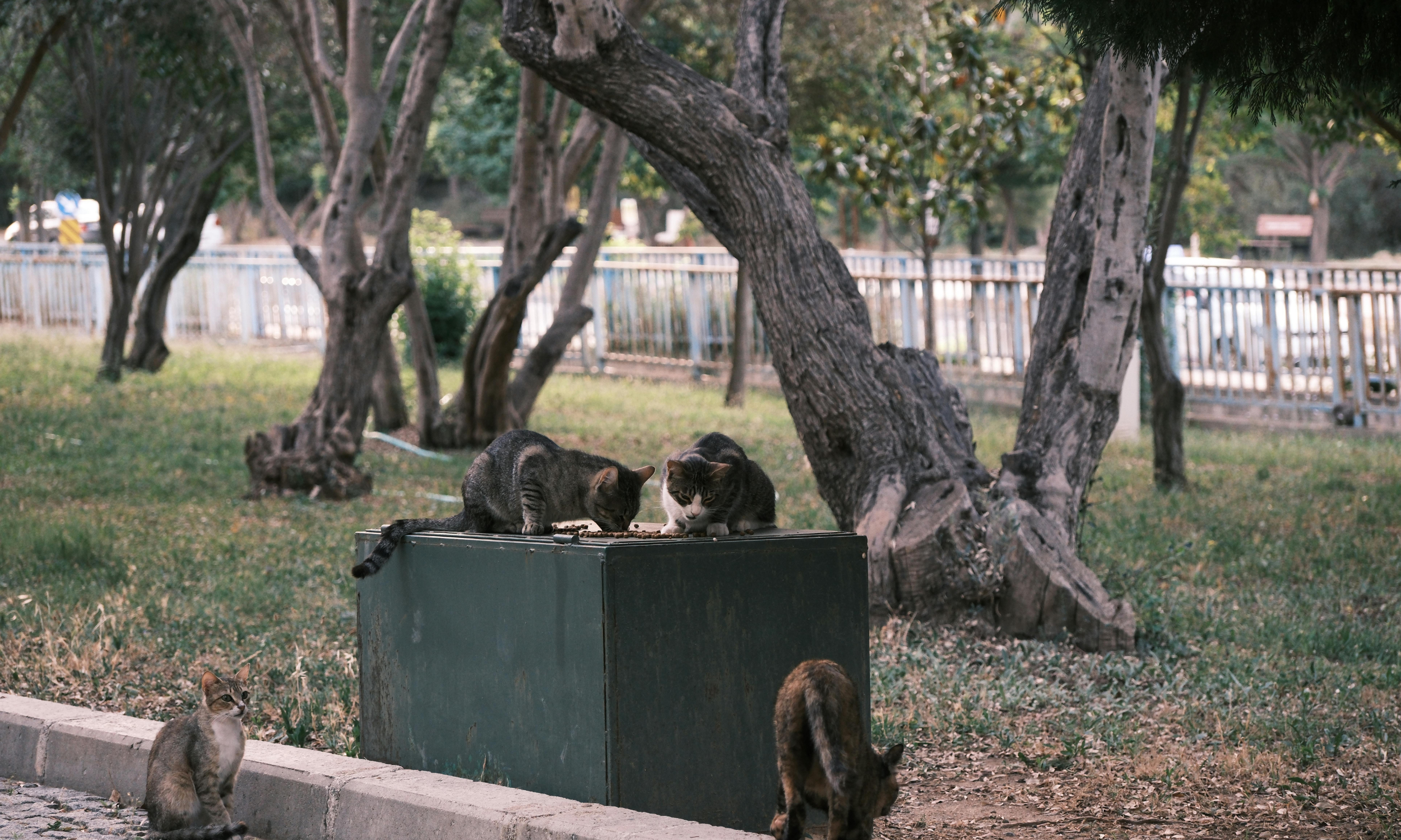 The Whisker Project of Kern feral cats at a park