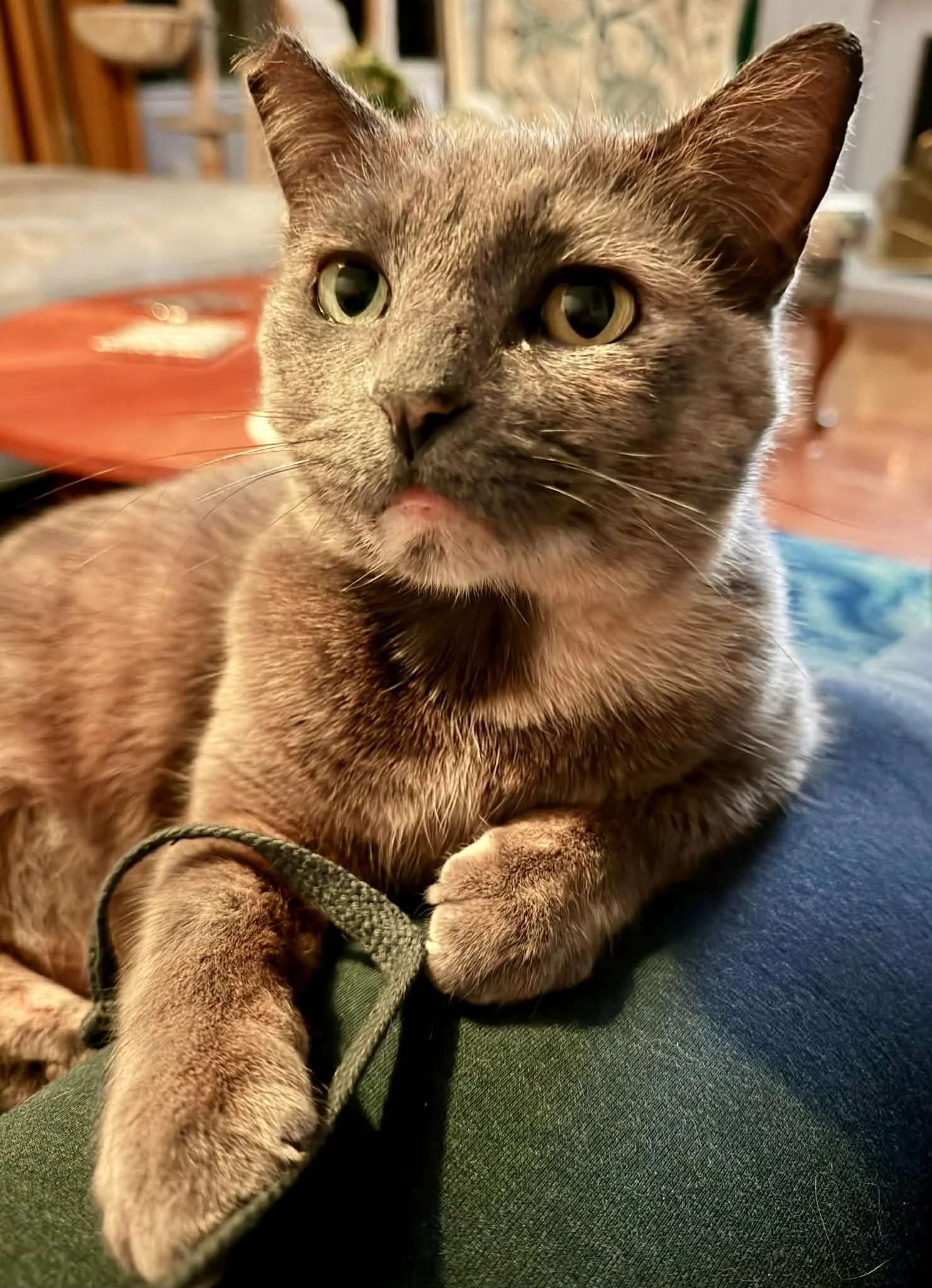 The Whisker Project the Church Cat