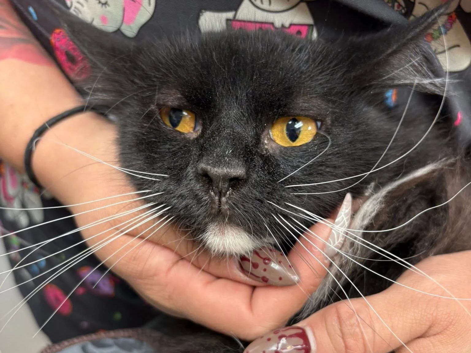 The Whisker Project of Kern. Cat receiving a medical check-up and shots