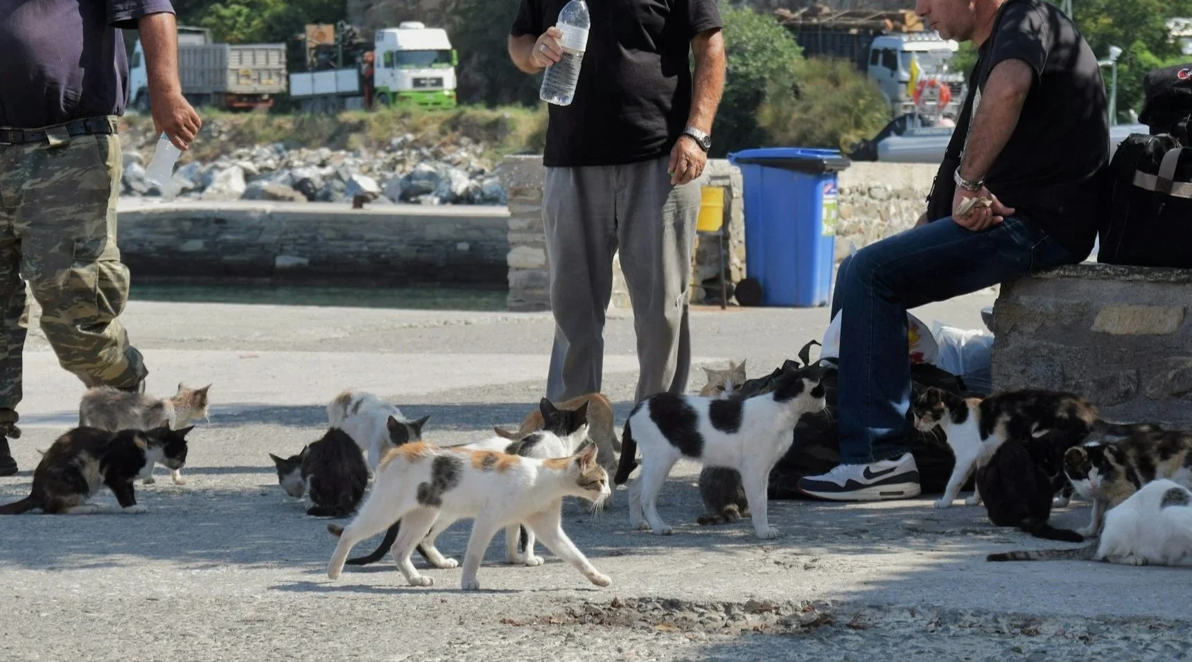 The Whisker Project of Kern-TNR:  People sitting and standing near a group of cats outdoors, near a waterfront with trucks and trees in the background.