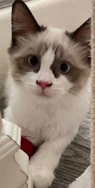 The Whisker Project of Kern_Loki a grey and white kitten