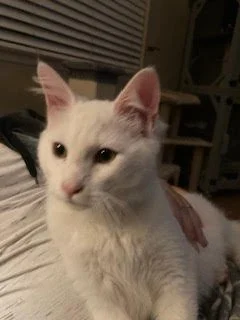 Feral cat in Bakersfield, CA