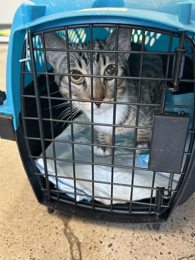 The Whisker Project of Kern-TNR:  A gray tabby kitten looking out from inside a blue pet carrier with a metal grid door, on a concrete sidewalk.