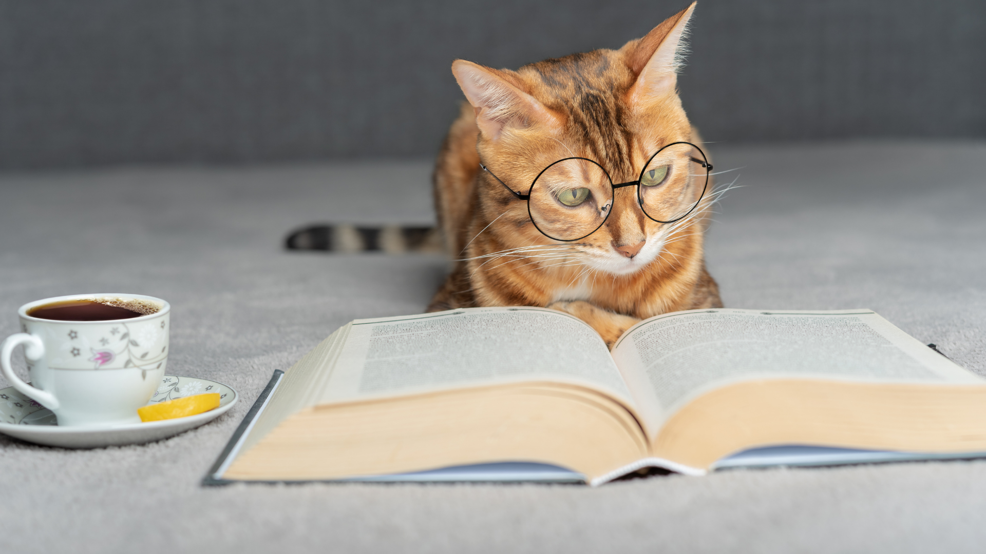The Whisker Project of Kern TNR cat reading a book