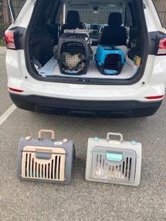 SUV with TNR Traps being transported to a veterinarian in Bakersfield, CA