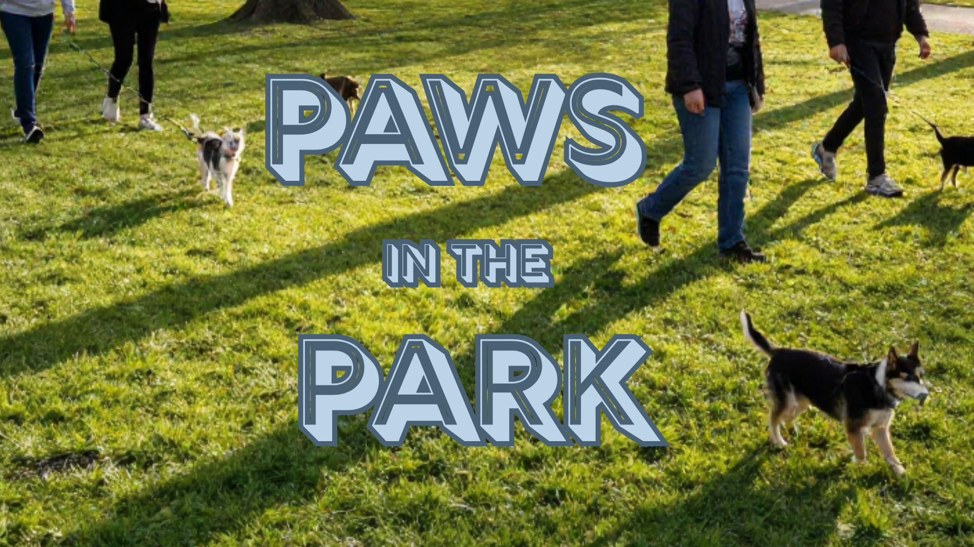 The Whisker Project of Kern-TNR:  People walking dogs in a grassy park with sunlight casting long shadows. Large text on image reads 'PAWS IN THE PARK'.