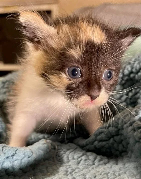 The Whisker Project of Kern_new tan, white and brown Kitten