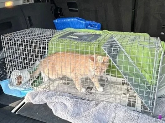 The Whisker Project of Kern-TNR:  An orange and white cat inside a metal wire cage on a vehicle's trunk, with a towel, a green bag, and a blue plastic container nearby.