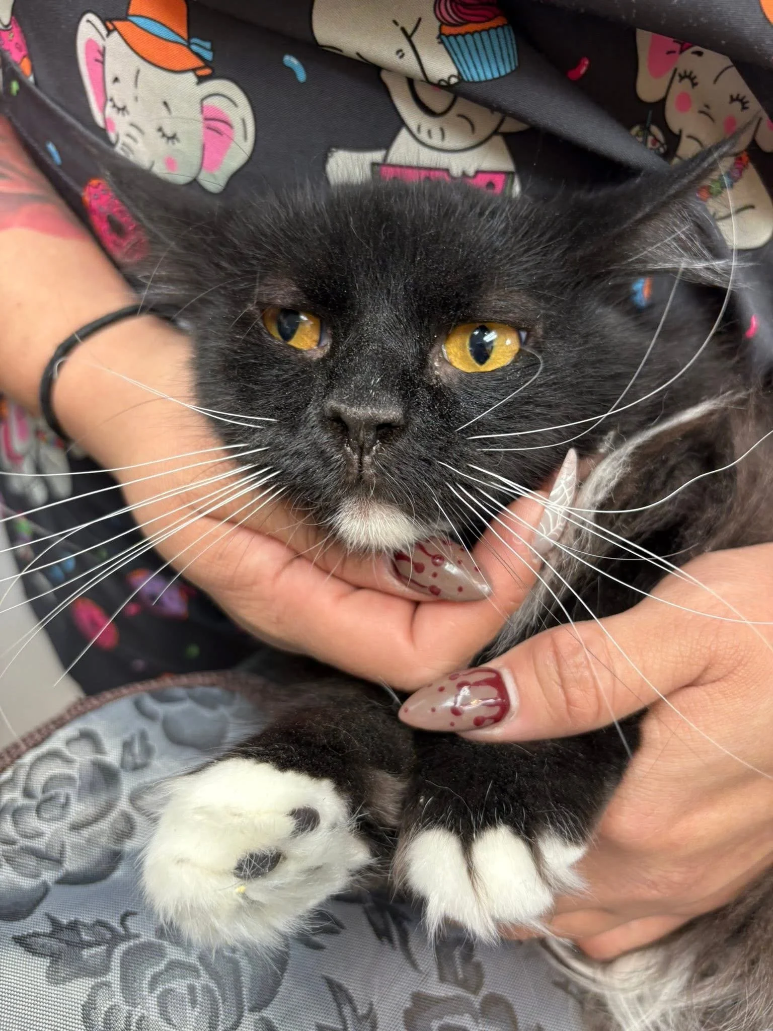 Bakersfield Feral cat being held by a veterinarian tech 