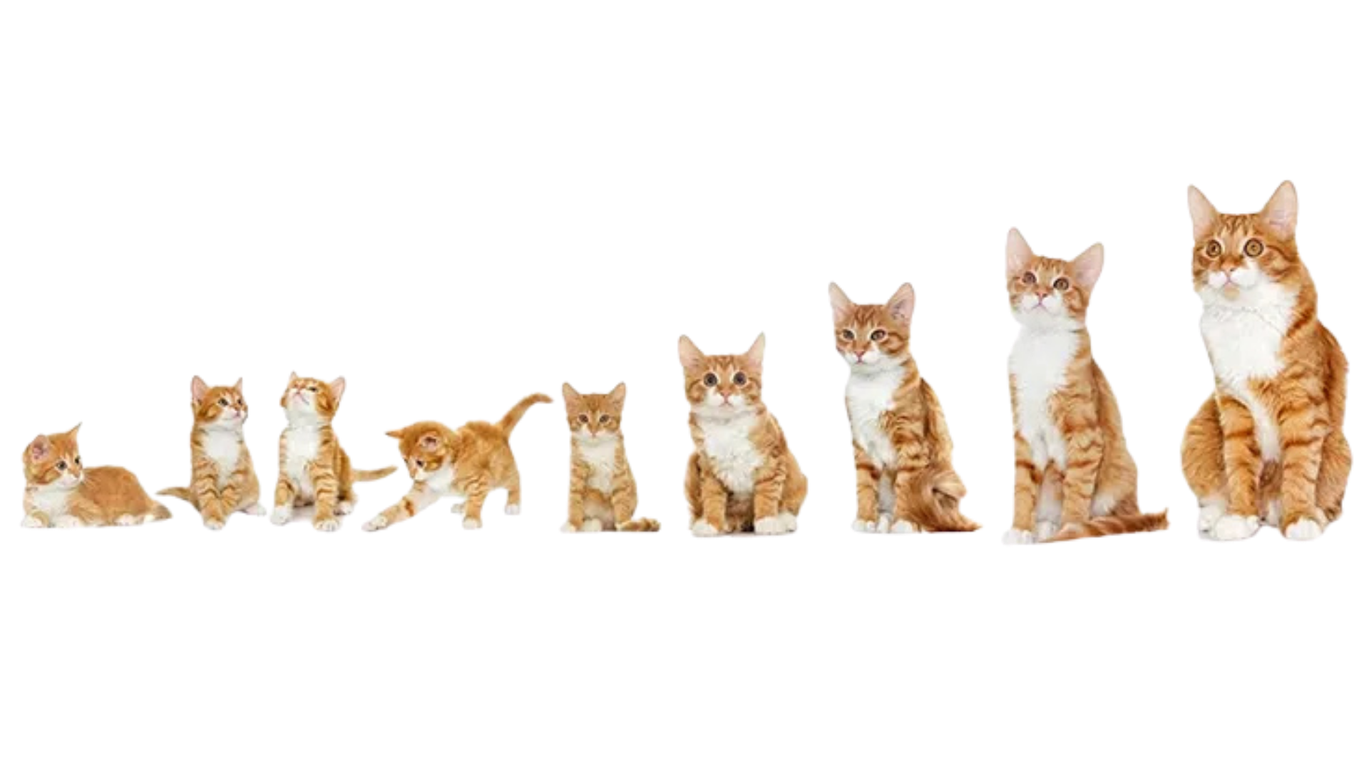 The Whisker Project of Kern Kittens