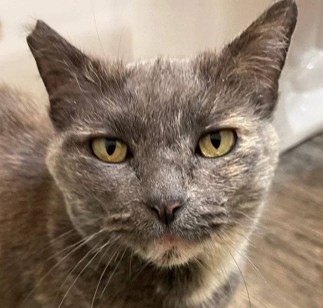 Grey cat with a tipped ear indicating they are already neutered.