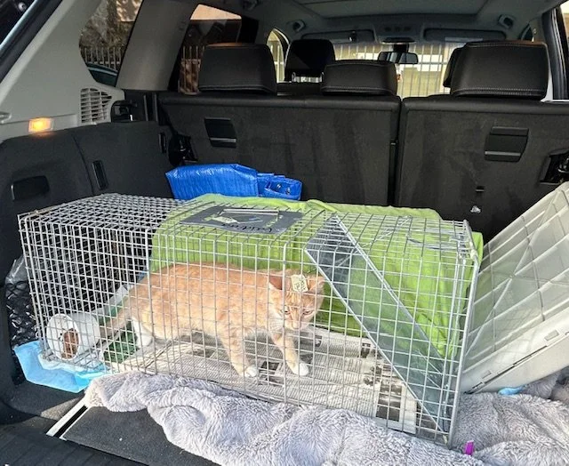 The Whisker Project of Kern-TNR:  A ginger cat inside a metal pet cage in the back of a car, with the car's interior visible including the back seats and headrests.