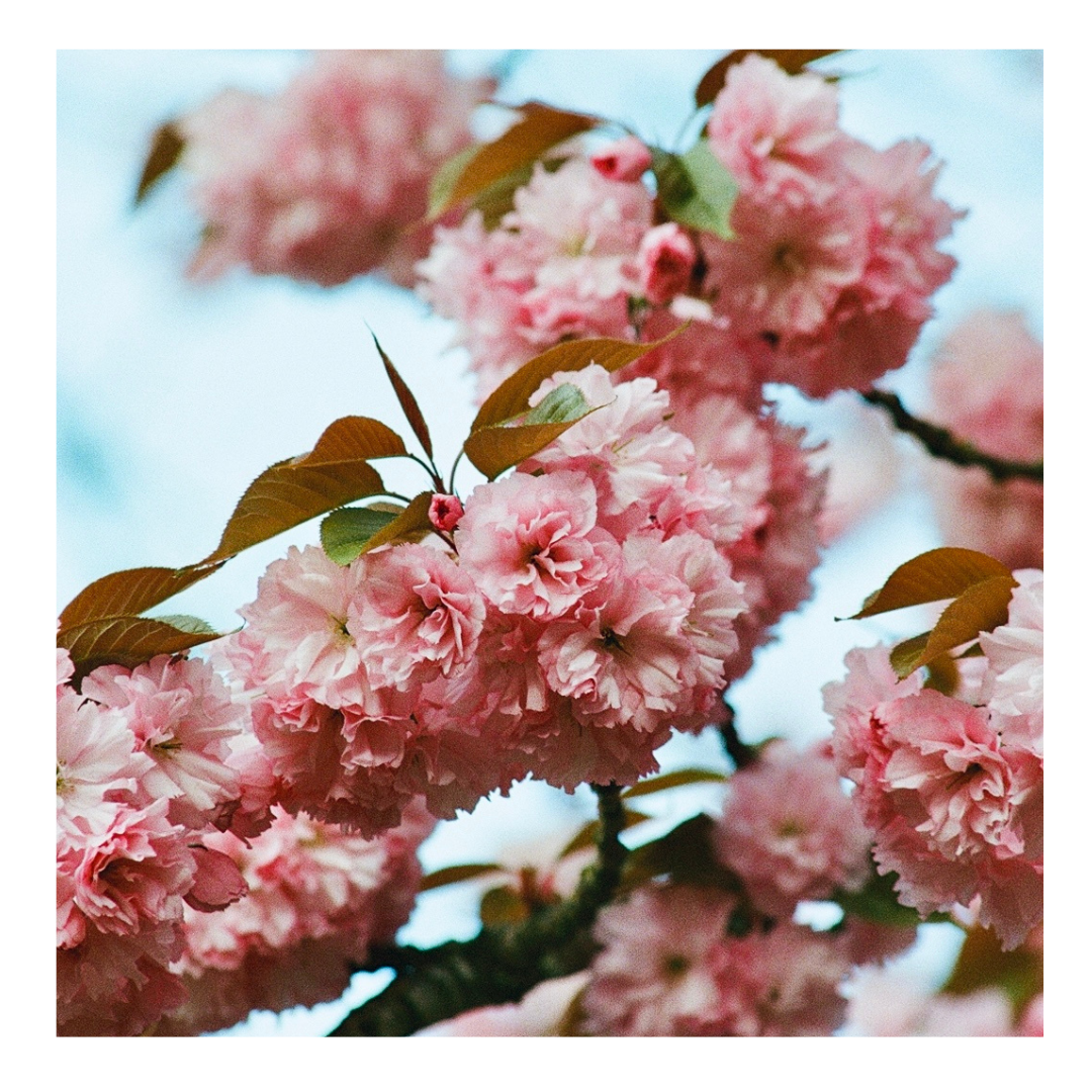 Portland Cherry Blossoms - 35mm Film Print with frame