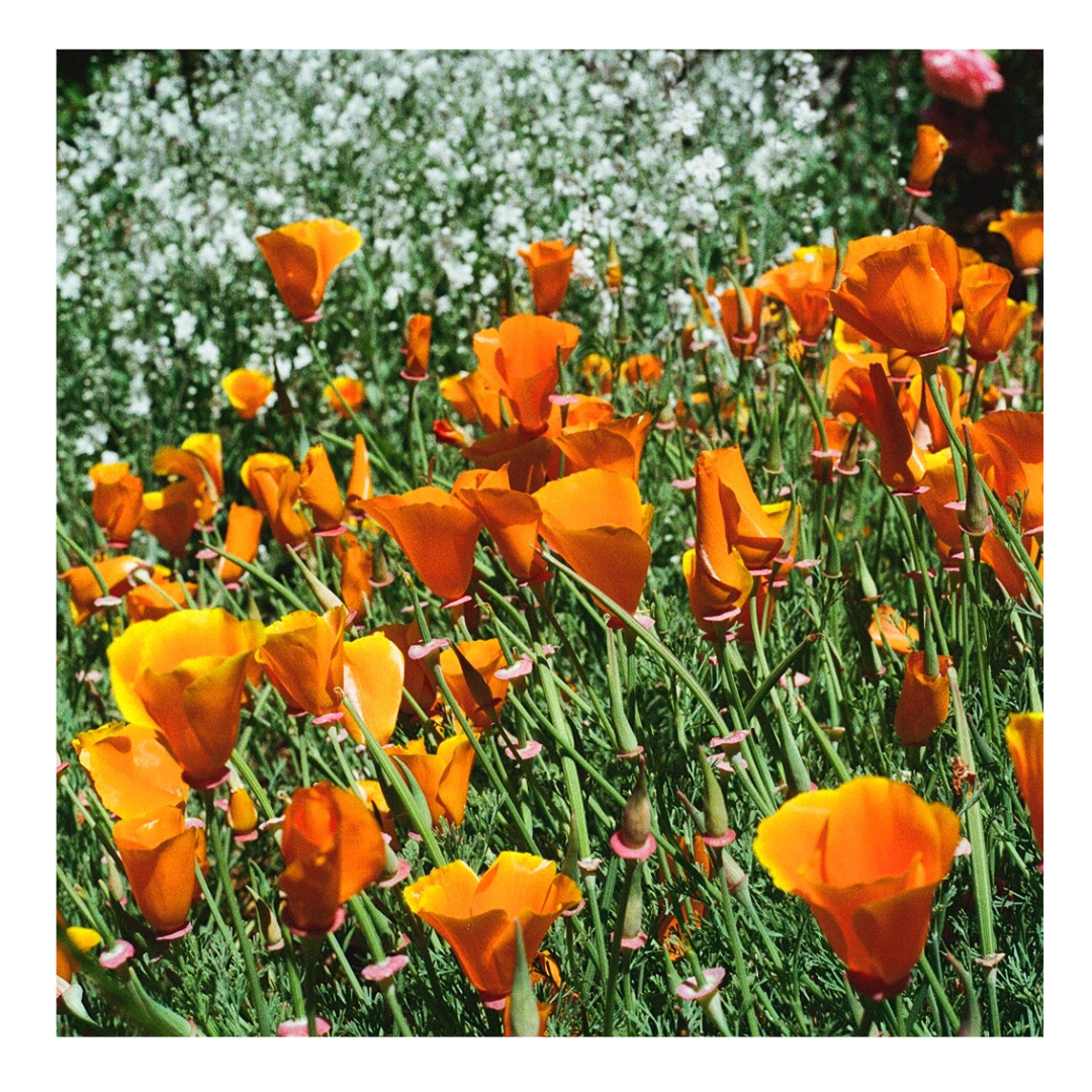 Berkeley Poppies - 35mm Film Print with frame