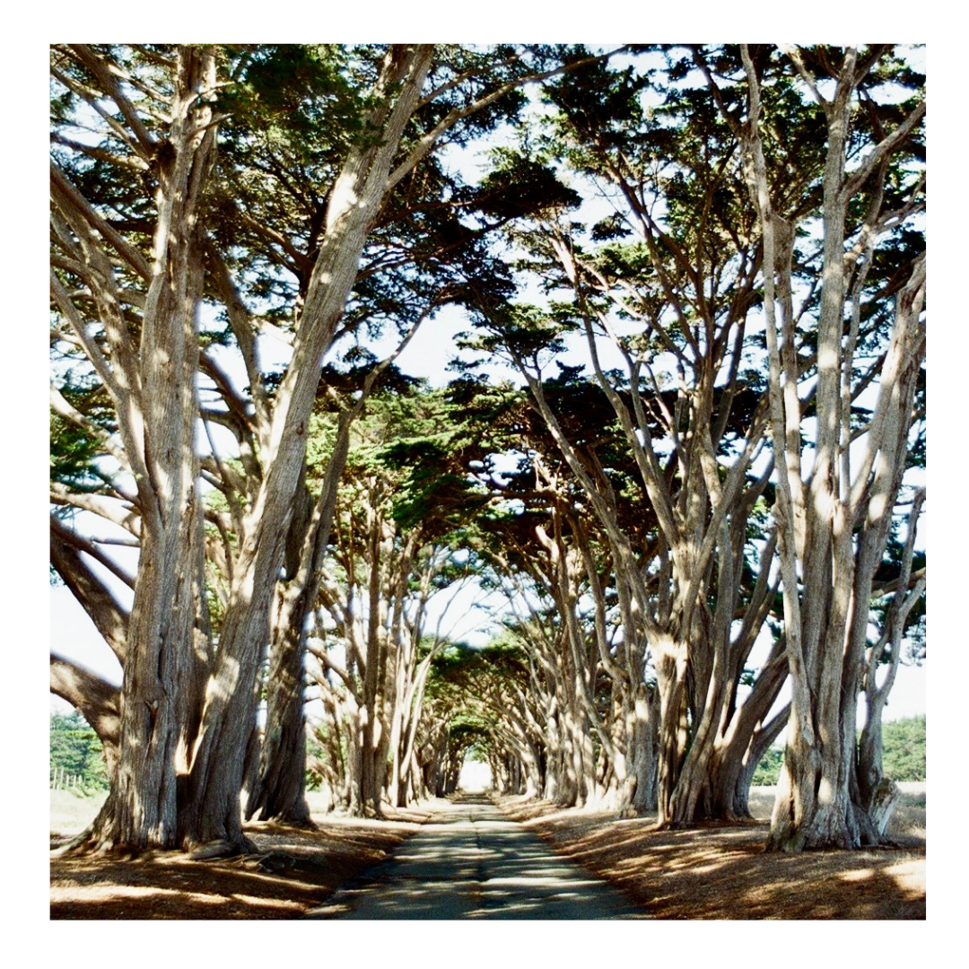 Point Reyes Cypress Tree Tunnel - 35mm Film Print with frame