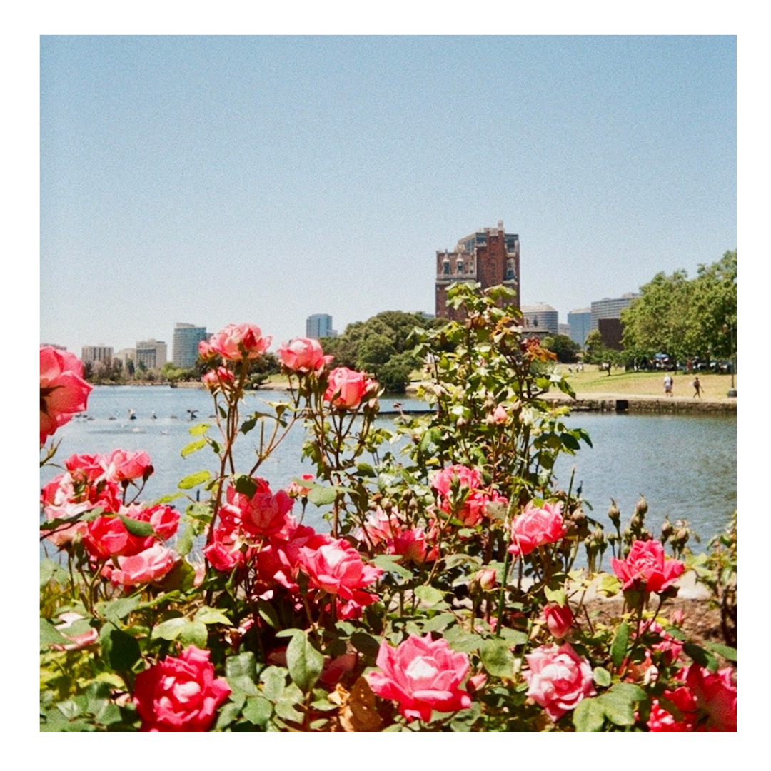 Oakland Lake Merritt Roses - 35mm Film Print with frame