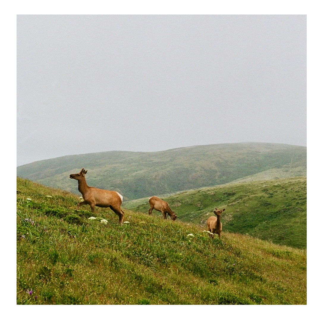 Point Reyes Elk - 35mm Film Print with frame