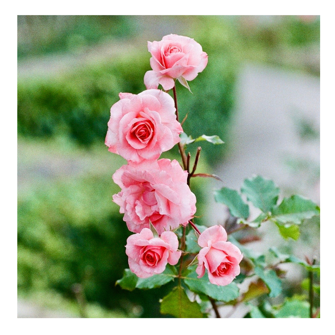 Oakland Rose Garden - 35mm Film Print with frame