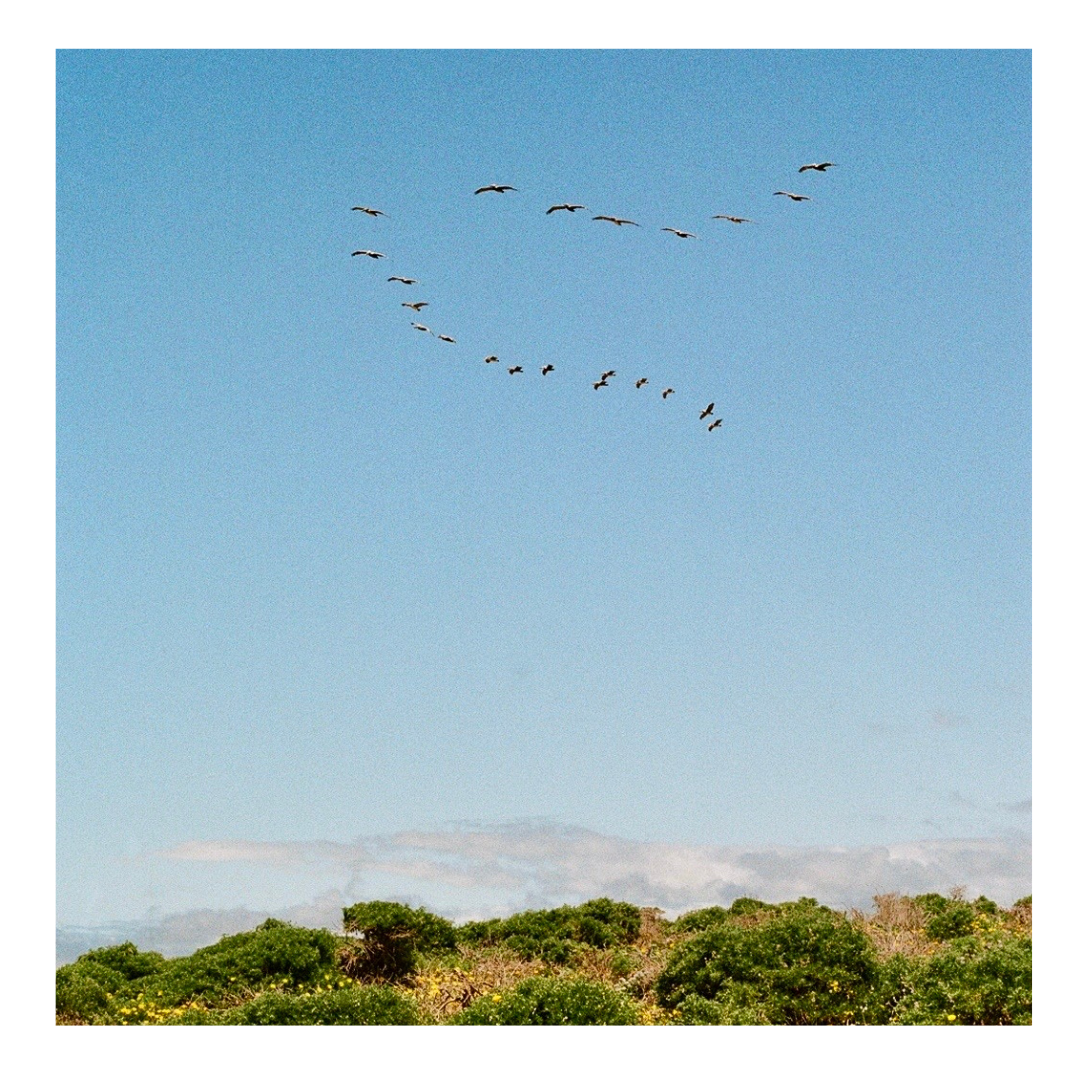 Cambria Geese V - 35mm Film Print with frame