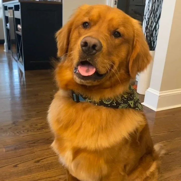 Golden retriever dog sitting on wooden floor indoors, wearing a black bandana with yellow designs, looking at the camera with its tongue slightly out and a happy expression.