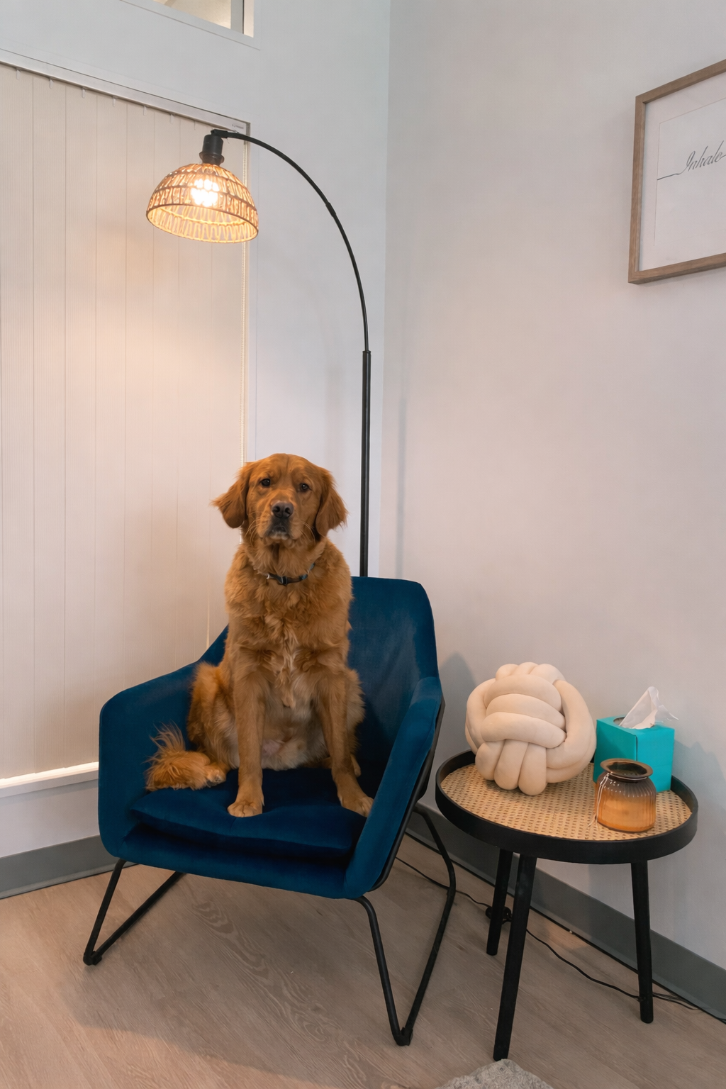 Therapy dog in a chair